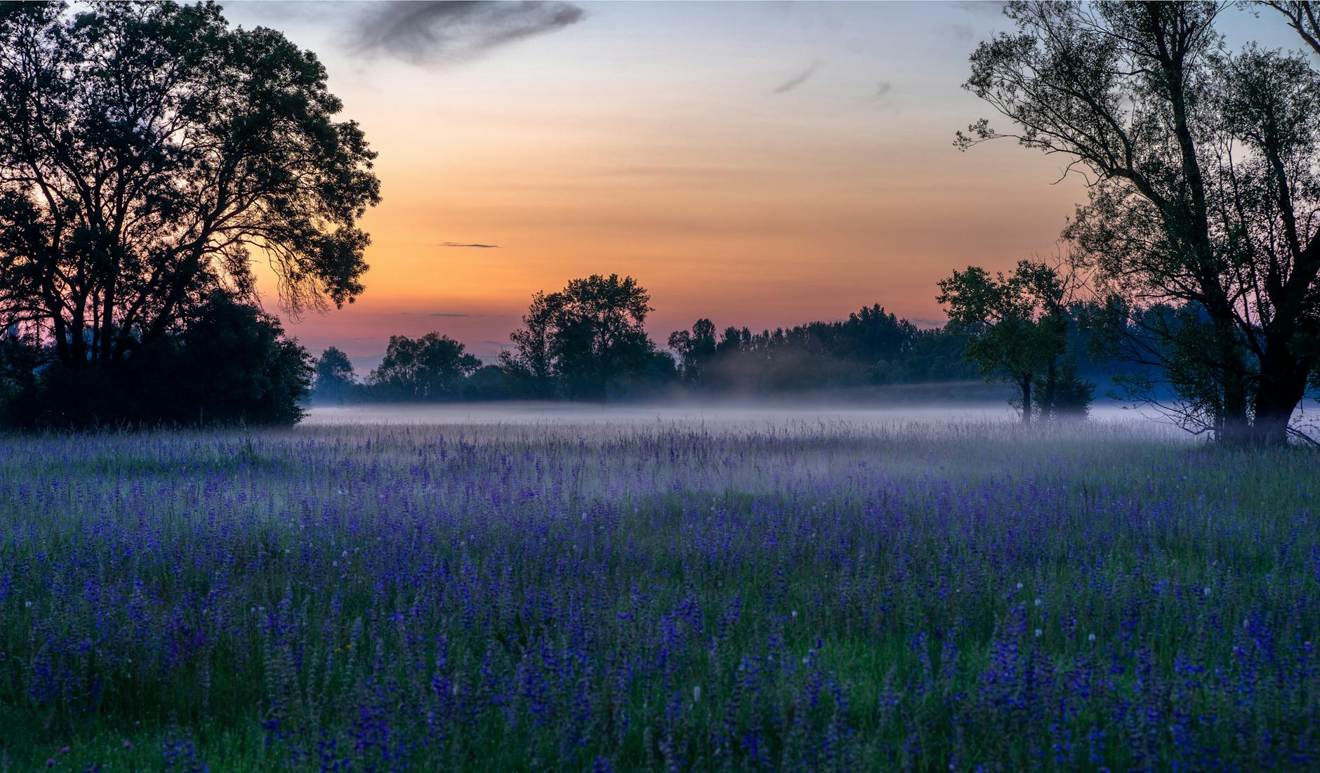 photo of purple flower field